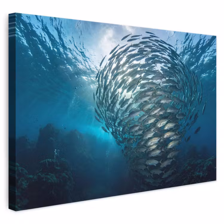 Vis - School - Oceaan - Natuur - Blauw canvas 2cm klein -3d