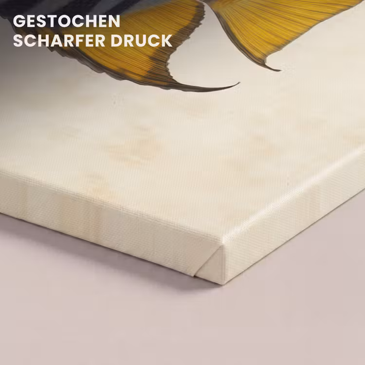 Vis - Sierlijk - Vinnen - Illustratie canvas 2cm klein -closeup_print_DE