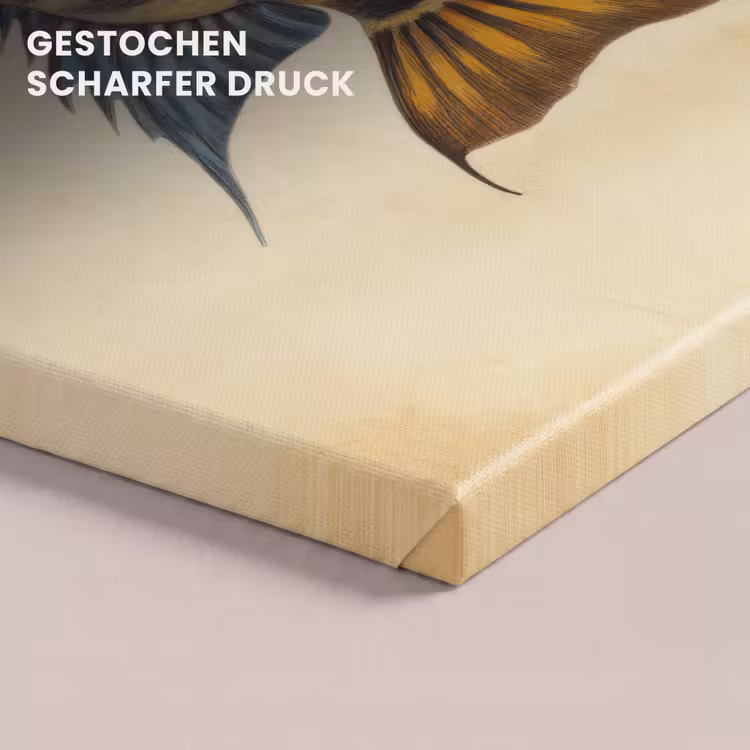 Vis - Tropisch - Strepen - Vinnen canvas 2cm klein -closeup_print_DE