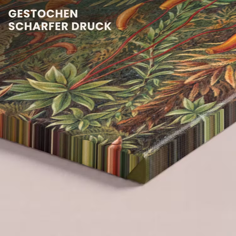 Design - Natuur - Paddenstoelen - Ernst Haeckel canvas 2cm klein -closeup_print_DE