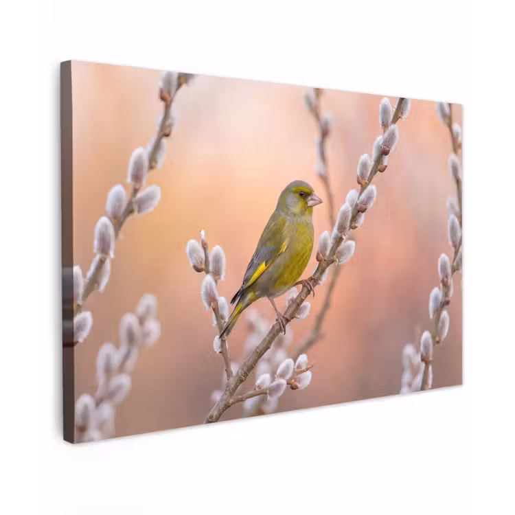 Groenling - Katjes - Lente - Natuur - Zacht canvas 2cm klein -z3d