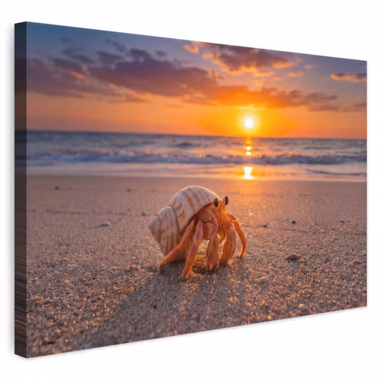 Kreeft - Strand - Natuur - Zonsondergang - Oranje canvas 2cm klein -3d