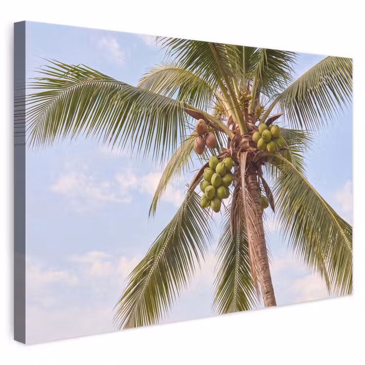 Kokosnoot - Boom - Tropisch - Natuur - Groen canvas 2cm klein -3d