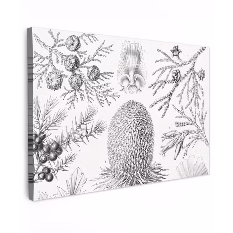 Coniferen - Ernst Haeckel - Kunst - Retro - Illustratie - Natuur canvas 2cm klein -z3d