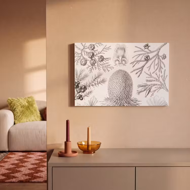 Coniferen - Ernst Haeckel - Kunst - Retro - Illustratie - Natuur canvas 2cm klein -sfeer1