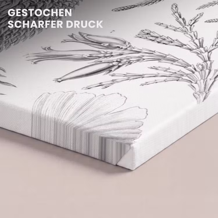 Coniferen - Ernst Haeckel - Kunst - Retro - Illustratie - Natuur canvas 2cm klein -closeup_print_DE