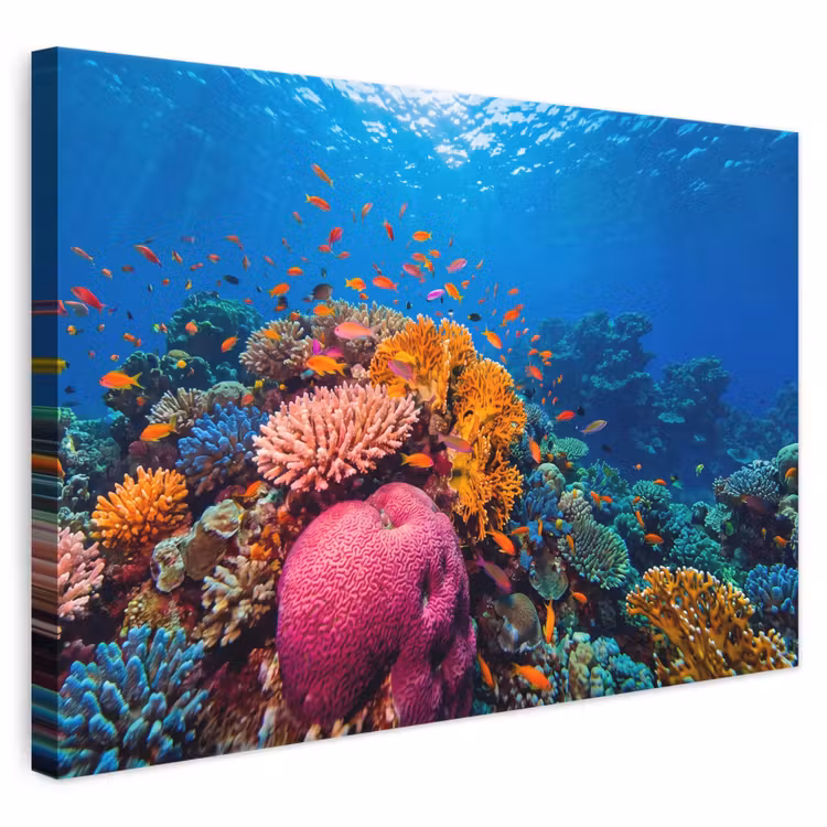 Koraal - Vissen - Oceaan - Natuur - Kleurrijk canvas 2cm klein -3d