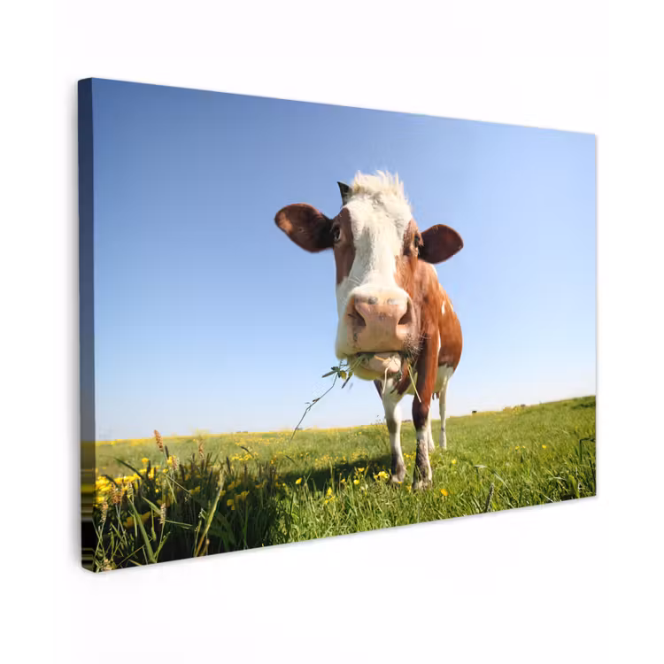 Koe - Dieren - Bloemen - Gras canvas 2cm klein -z3d