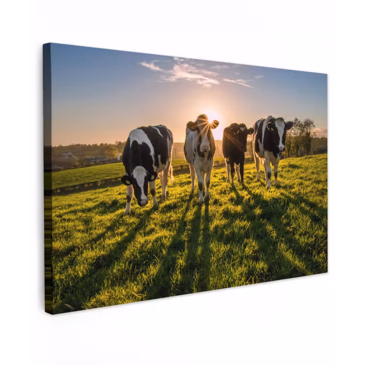 Koeien - Zon - Gras - Dieren - Boerderij canvas 2cm klein -z3d