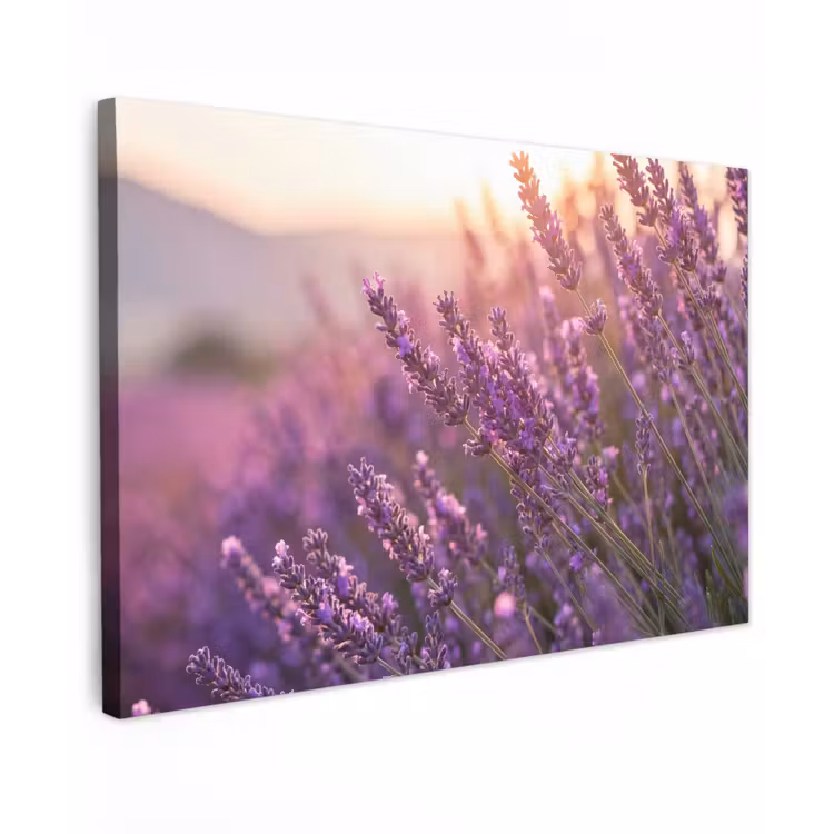 Lavendel - Paars - Zonlicht canvas 2cm klein -z3d