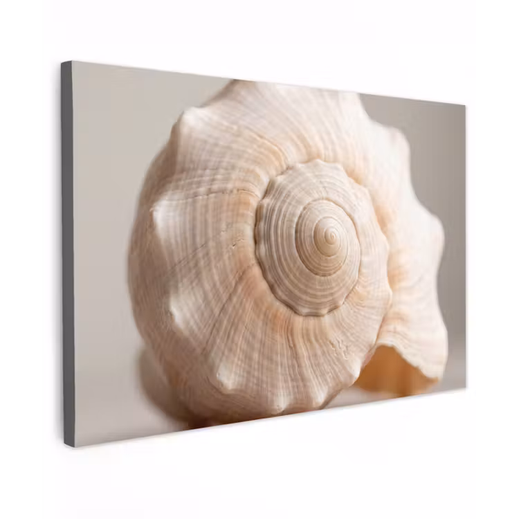 Schelp - Detail - Beige canvas 2cm klein -z3d