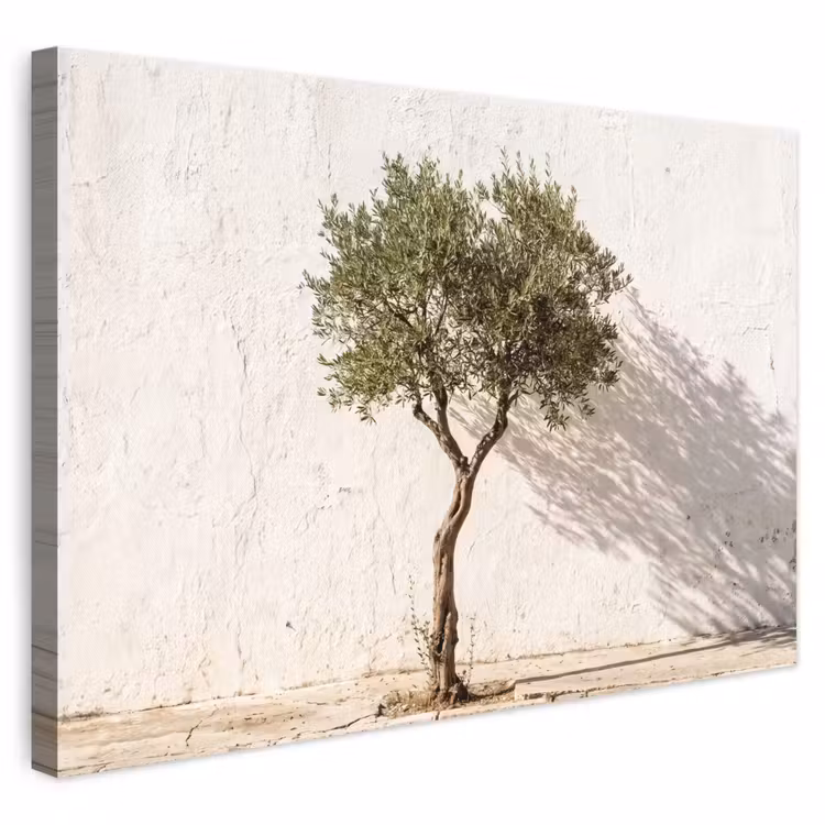 Leinwandbild - Olivenbaum – Wand – weiß - Olijfboom - muur - wit canvas 2cm klein