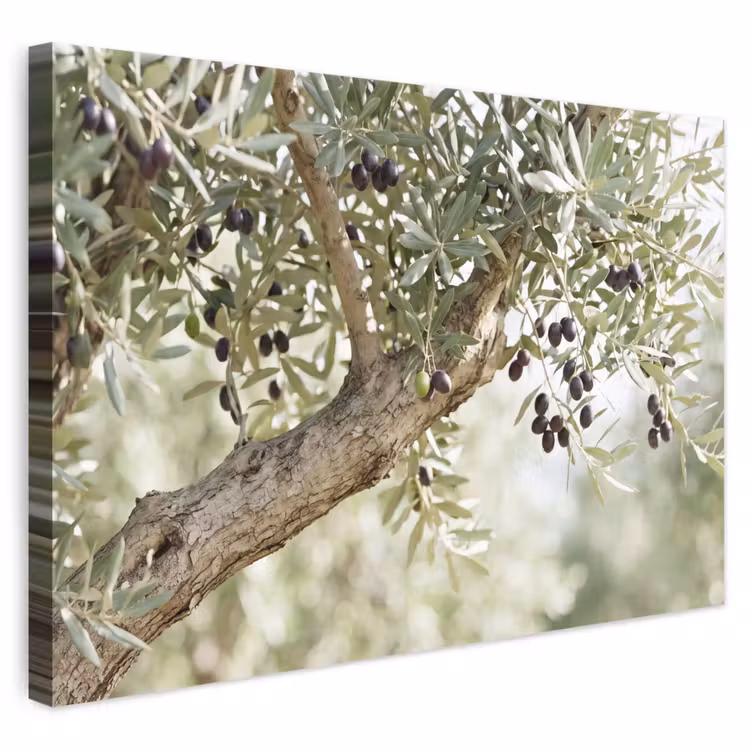 Leinwandbild - Olivenbaum – Zweig – grün - Olijfboom - tak - groen canvas 2cm klein