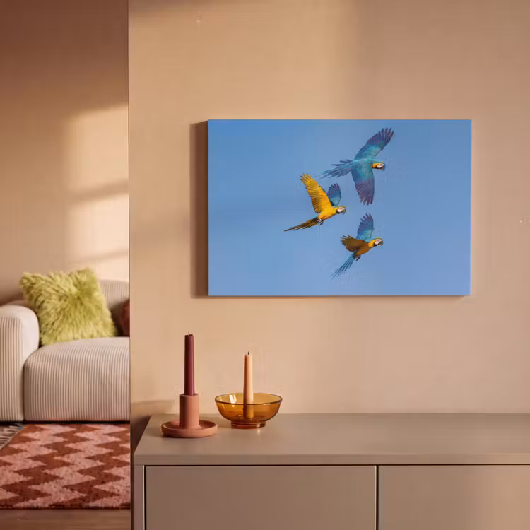 Papagaai - Vliegen - Blauw - Geel canvas 2cm klein -sfeer1