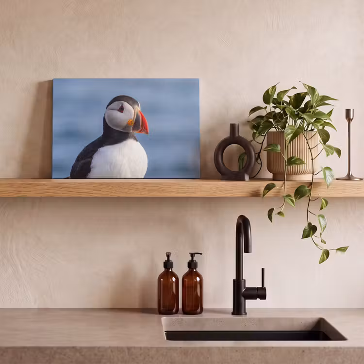 Papegaaiduiker - Portret - Natuur canvas 2cm klein -closeup_print_DE
