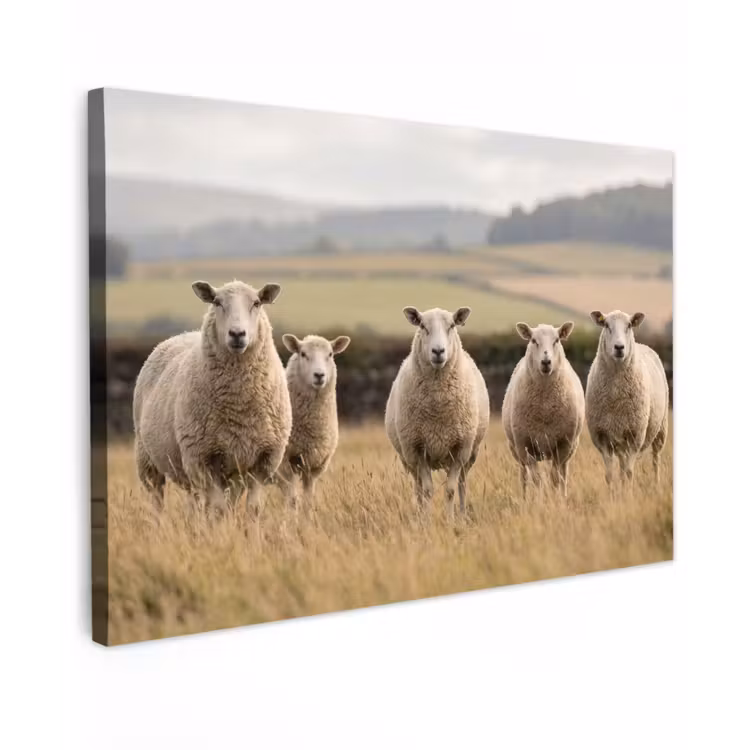 Schapen - Weidenlandschap - Heuvels canvas 2cm klein -z3d