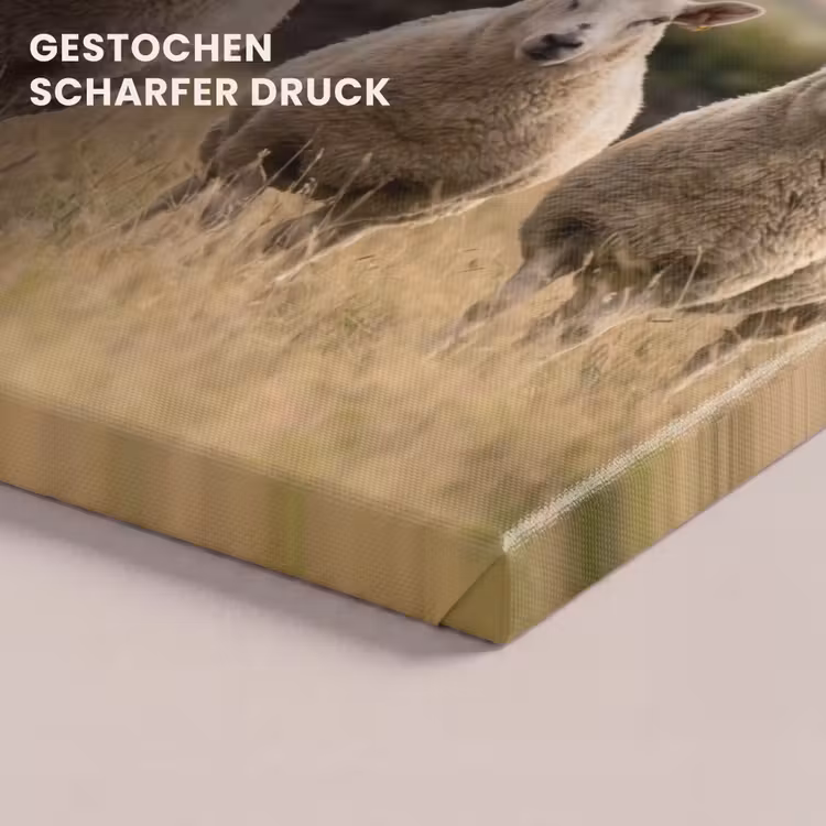 Schapen - Weidenlandschap - Heuvels canvas 2cm klein -closeup_print_DE