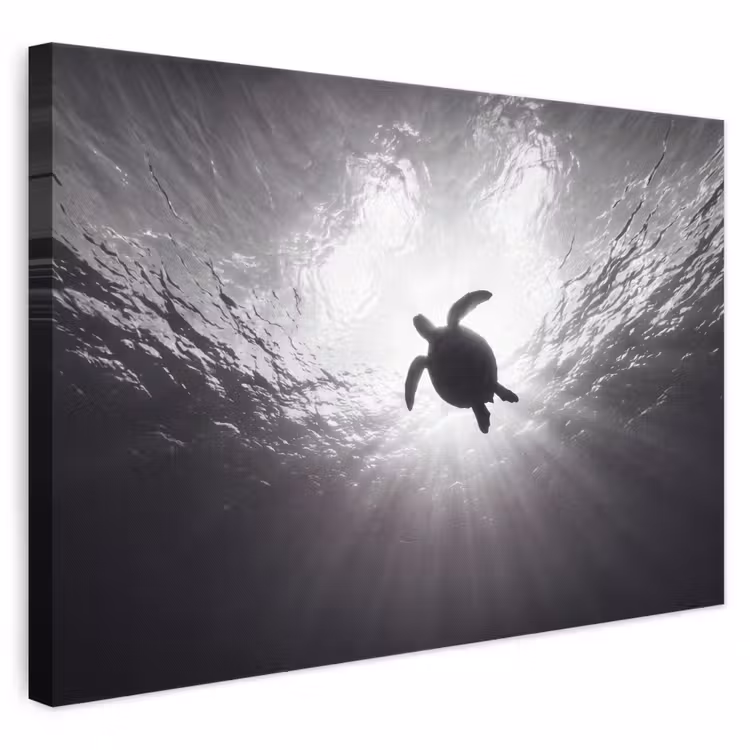 Schildpad - Onderwater - Lichtstralen - Oceaan - Zwart-wit canvas 2cm klein -3d
