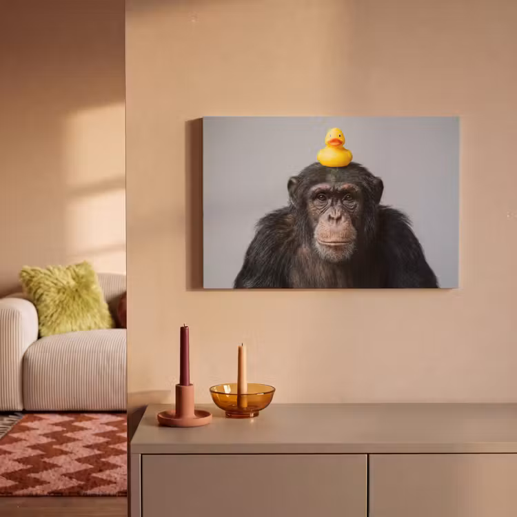 Chimpansee - Badeend - Grijs canvas 2cm klein -sfeer1
