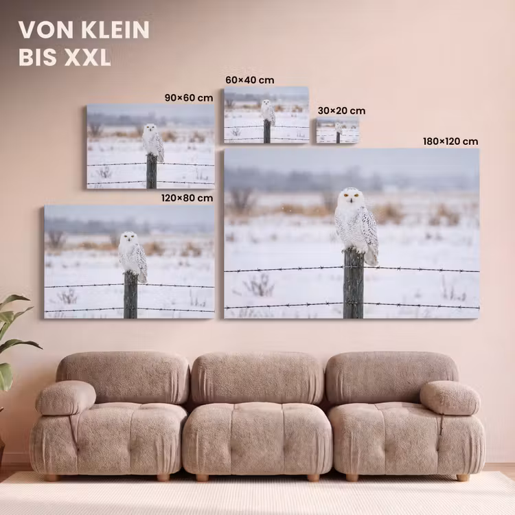 Sneeuwuil - Hek - Sneeuw - Wit canvas 2cm klein -Xsfeer8_DE