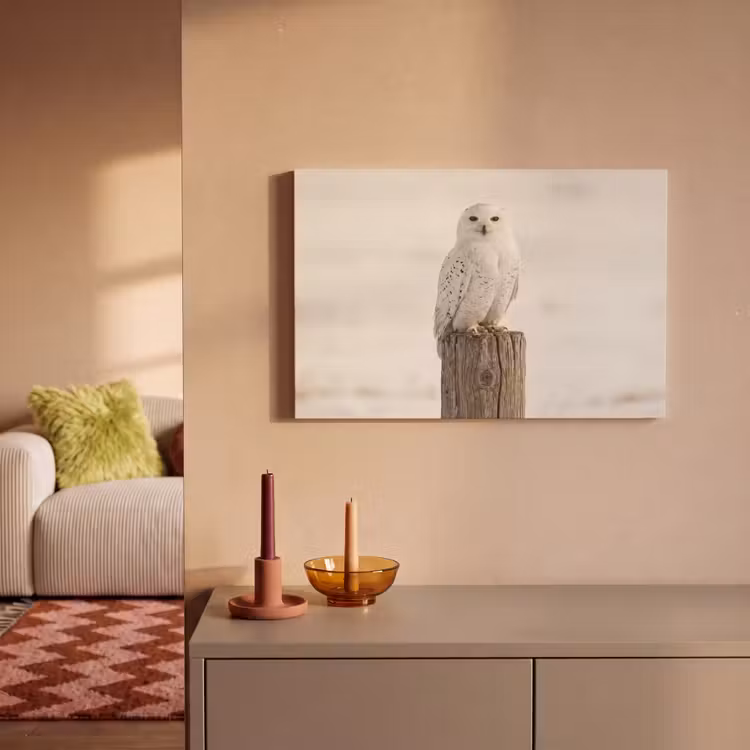 Sneeuwuil - Paal - Winter - Portret - Majestueus canvas 2cm klein -sfeer1