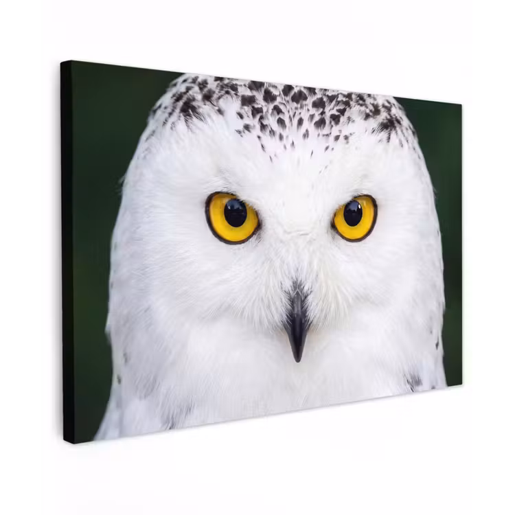Sneeuwuil - Portret - Geel canvas 2cm klein -z3d