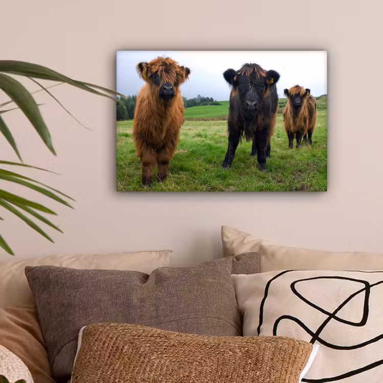 Schotse hooglander - Koeien - Natuur - Groen - Gras canvas 2cm klein -sfeer1