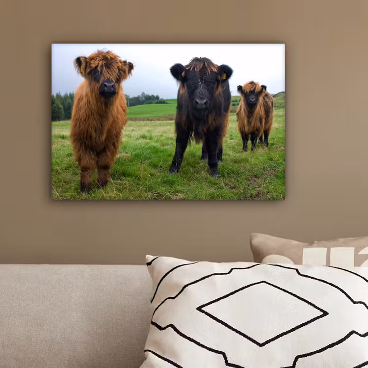Schotse hooglander - Koeien - Natuur - Groen - Gras canvas 2cm klein -sfeer3