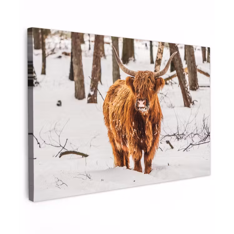 Schotse Hooglander - Sneeuw - Winter - Natuur - Dieren canvas 2cm klein -z3d