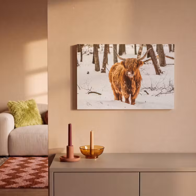 Schotse Hooglander - Sneeuw - Winter - Natuur - Dieren canvas 2cm klein -sfeer1
