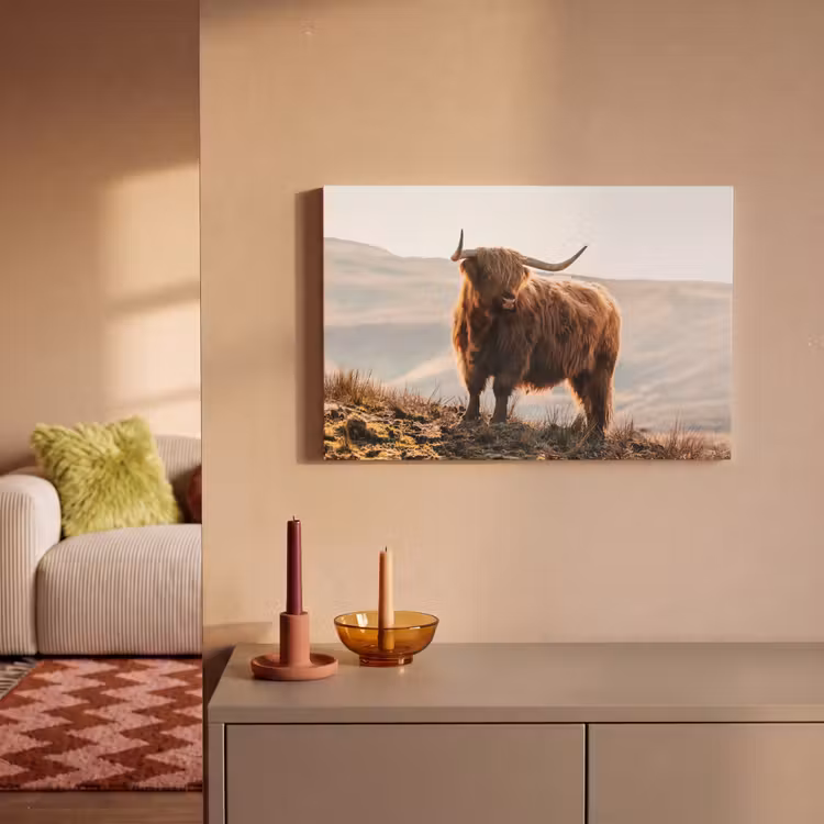 Schotse hooglander - Dieren - Landelijk - Landschap - Koe - Natuur canvas 2cm klein -sfeer1