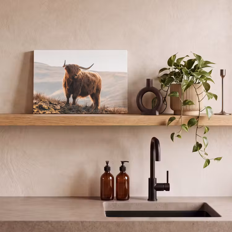 Schotse hooglander - Dieren - Landelijk - Landschap - Koe - Natuur canvas 2cm klein -sfeer3
