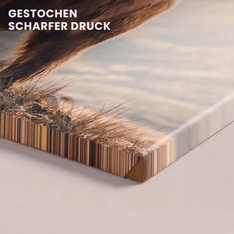Schotse hooglander - Dieren - Landelijk - Landschap - Koe - Natuur canvas 2cm klein -closeup_print_DE