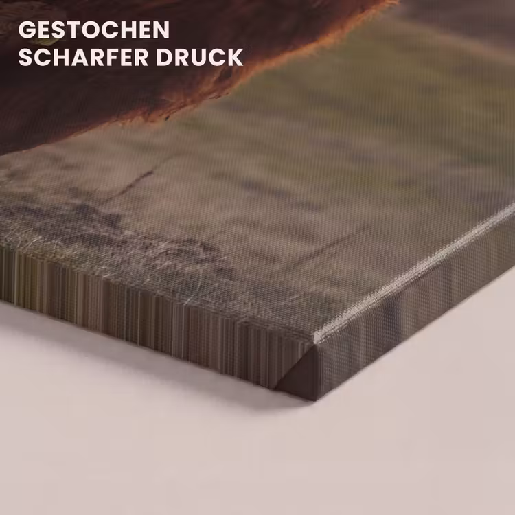 Schotse hooglander - Dieren - Landschap - Zonsondergang - Koe canvas 2cm klein -closeup_print_DE