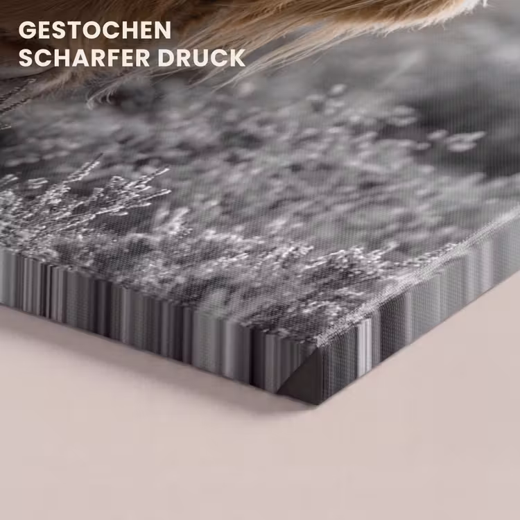 Schotse Hooglander - Dieren - Bruin - Koe - Zwart - Wit - Natuur canvas 2cm klein -closeup_print_DE