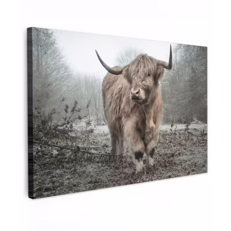 Schotse Hooglander - Bos - Mist - Koe - Dieren - Natuur canvas 2cm klein -z3d