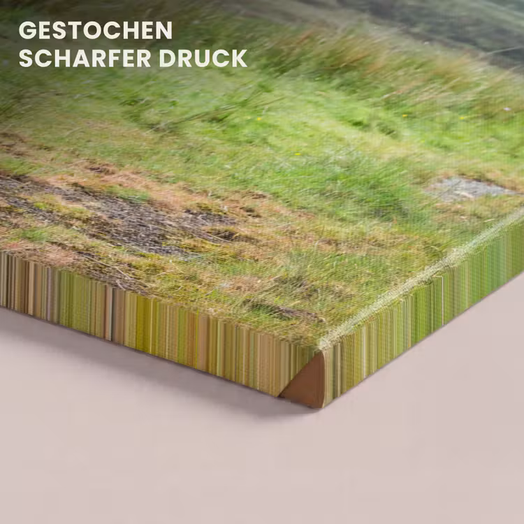 Schotse hooglander - Koe - Natuur - Berg - Gras canvas 2cm klein -closeup_print_DE