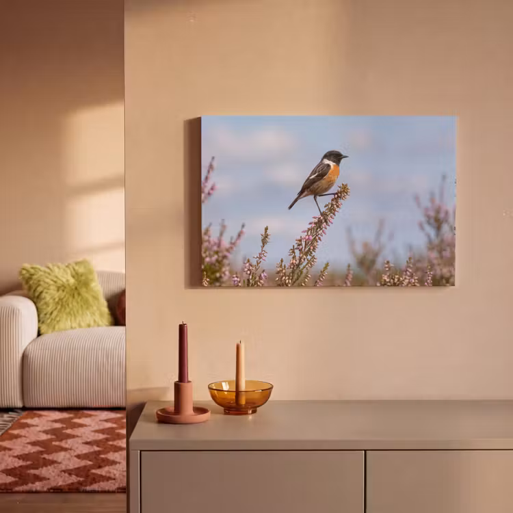Roodborsttapuit - Heide - Paars - Natuur - Sfeervol canvas 2cm klein -sfeer1