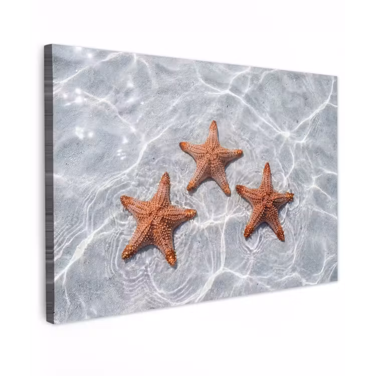 Zeesterren - Water - Helder canvas 2cm klein -z3d