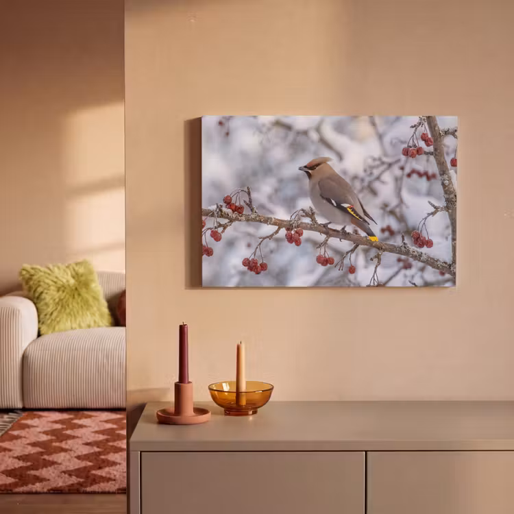 Pestvogel - Bessen - Winter - Natuur canvas 2cm klein -sfeer1