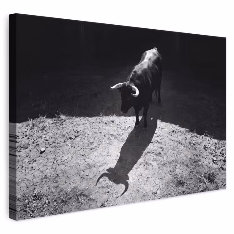Stier - Schaduw - Dieren - Contrast - Zwart-wit canvas 2cm klein -3d