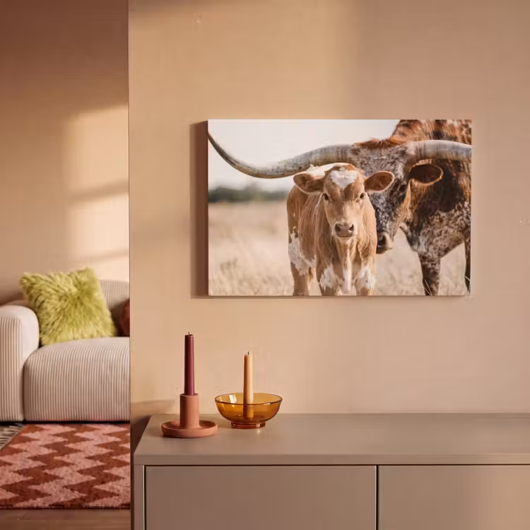 Texas Longhorn - Kalf - Weide - Dieren canvas 2cm klein -sfeer1