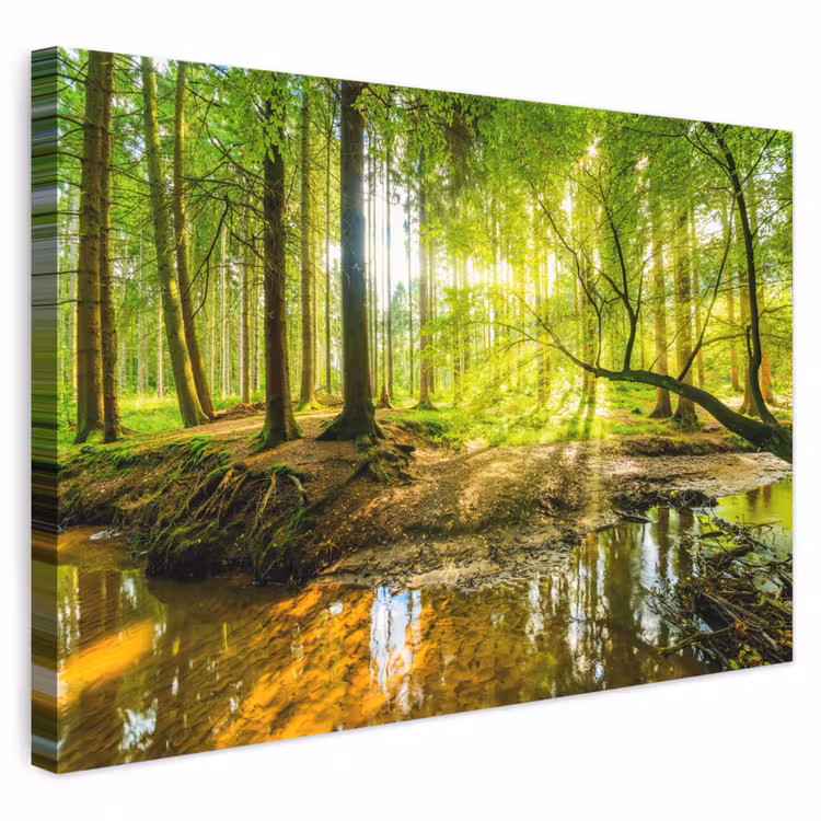 Bos - Landschap - Water - Bomen - Zon - Groen - Natuur canvas 2cm klein -3d