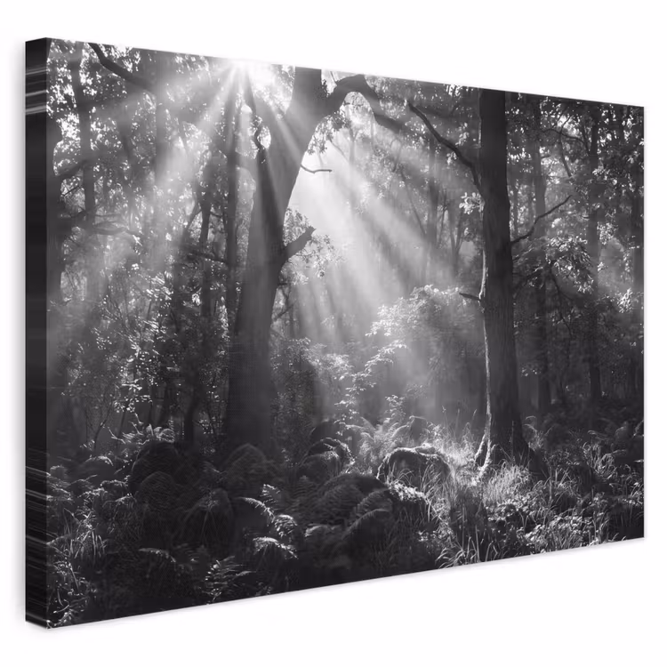 Bos - Lichtstralen - Natuur - Zwart-wit canvas 2cm klein -3d