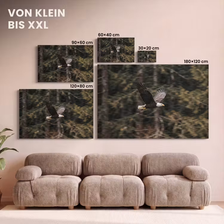 Zeearend - Vliegen - Bos - Natuur canvas 2cm klein -Xsfeer8_DE