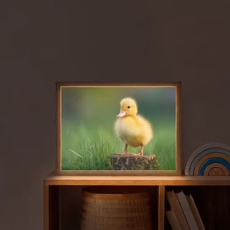 Kuiken - Eend - Geel - Gras Light Box met batterij (Wandlamp kind) middel -sfeer1_kind