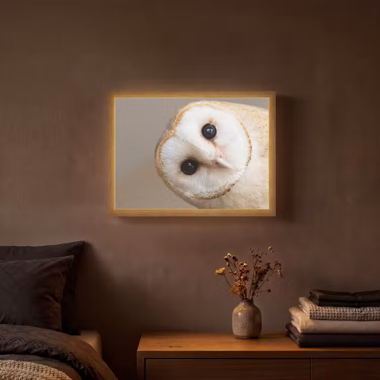 Uil - Bruin - Wit Light Box met batterij (Wandlamp) middel -sfeer4