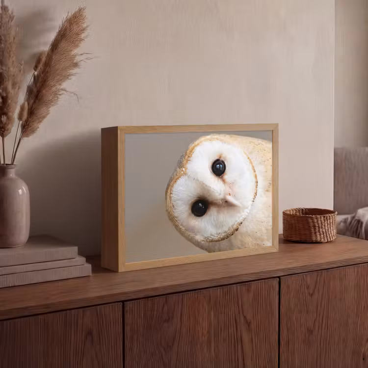 Uil - Bruin - Wit Light Box met batterij (Wandlamp) middel -sfeer2