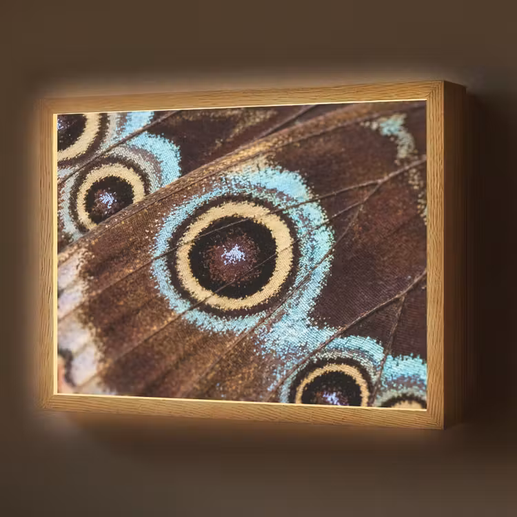 Vleugels - Vlinder - Blauw Light Box met batterij (Wandlamp) middel -z3d_website