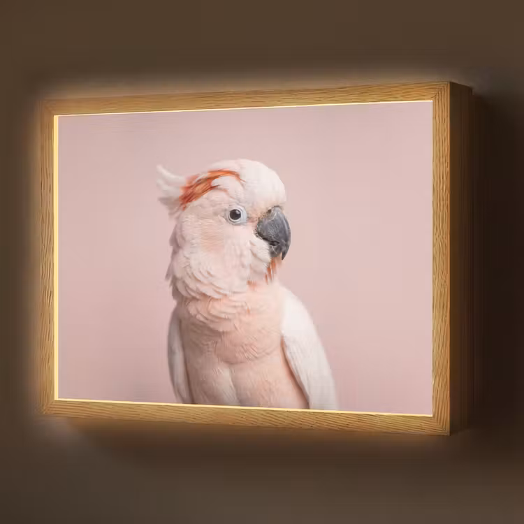 Kaketoe - Portret - Roze Light Box met batterij (Wandlamp) middel -z3d_website